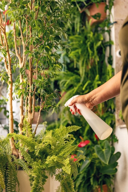 Spray à la main de la femme sur les plantes à feuilles