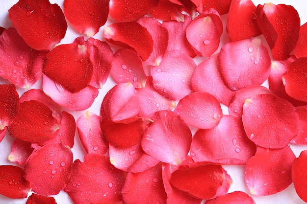 Spray sur les pétales de roses isolé sur fond blanc