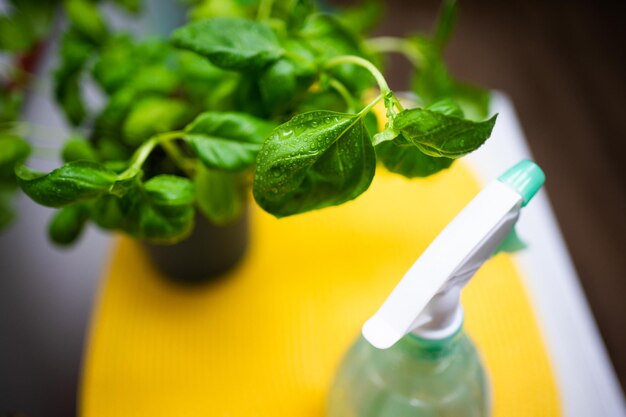 spray végétal basilic vert avec des gouttes de rosée sur fond jaune