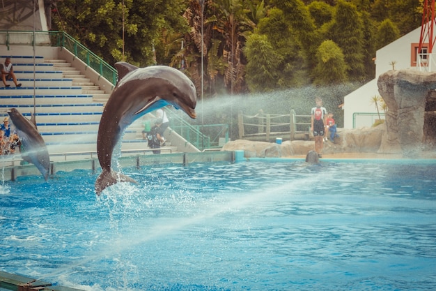 Photo des sprays d'eau sur le dauphin alors qu'il saute