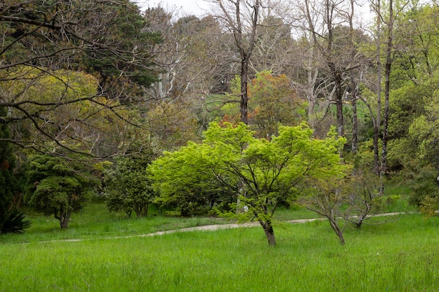 Spring Park Un petit arbre avec de jeunes feuilles dans un pré une forêt en arrière-plan Le printemps