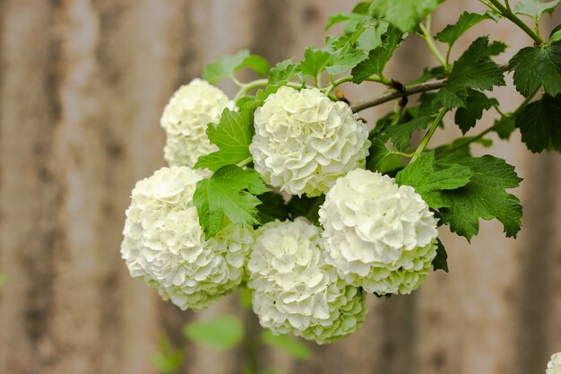 Spring white viburnum buldenezh fleurit sur arbre