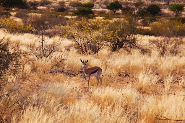 Le springbok (Antidorcas marsupialis) dans la brousse africaine, la Namibie.