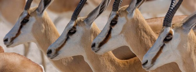 Les Springboks à Etosha, le parc national de Namibie