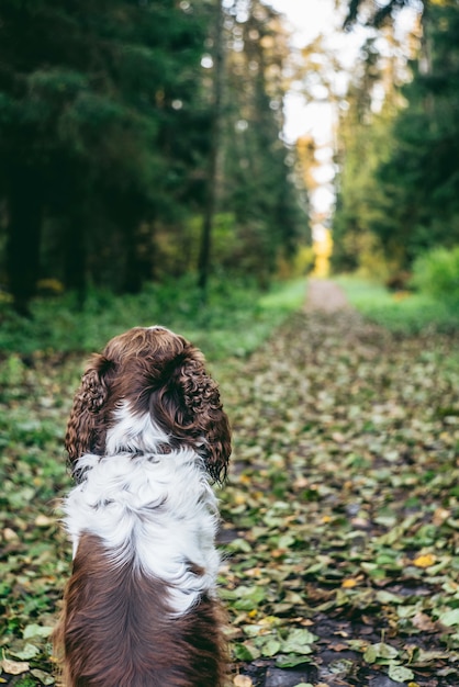 Photo springer anglais chien est assis dans la forêt d'automne