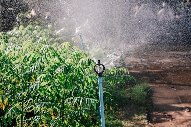 Photo springer arrosant les arbres du jardin