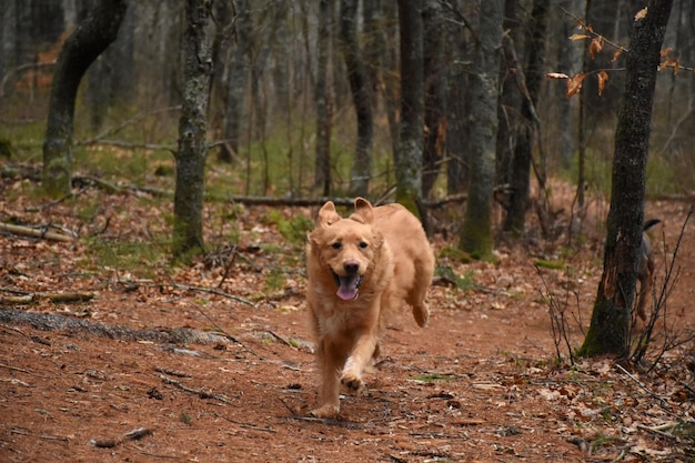 Sprint Nova Scotia Duck Tolling Retriever Dog sur un sentier boisé