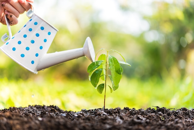 Sprout arrosé d&#39;un arrosoir sur fond de nature. Concept d&#39;écologie