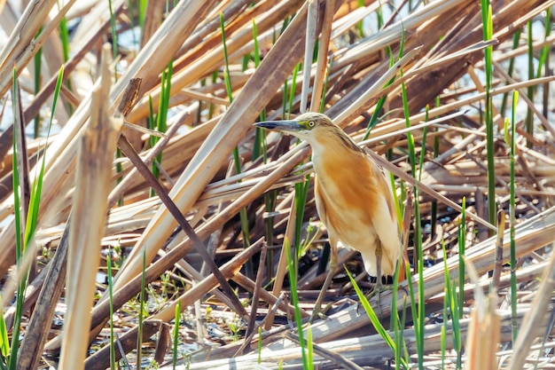 Squacco Heron (Ardeola ralloides) en habitat naturel