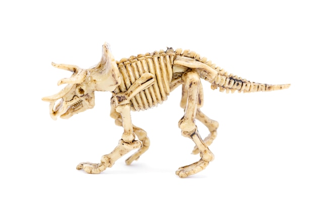 Squelette de dinosaure à l&#39;éducation scientifique