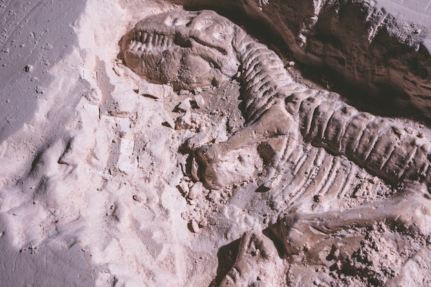 Squelette de dinosaure. Tyrannosaurus Rex simulateur fossile en pierre de sol.