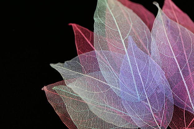 squelette feuille multicolore sur fond noir texture de feuille sèche photo macro