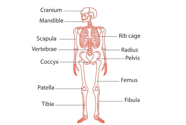 Photo squelette humain fémur du genou et carpes système d'anatomie illustration 3d