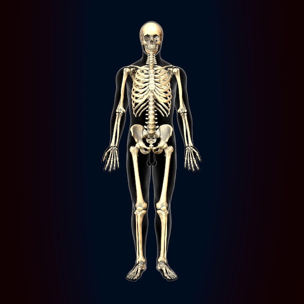 Photo squelette humain fémur du genou et carpes système d'anatomie illustration 3d