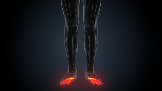 Photo squelette humain os du pied illustration de l'anatomie 3d