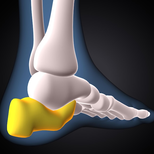 squelette humain os de la jambe du genou anatomie