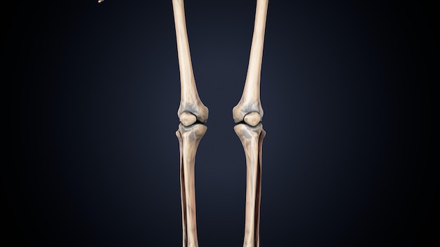 Photo squelette humain spineribskneefemur et système d'anatomie du carpe illustration 3d