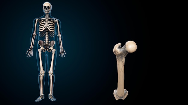 Photo squelette humain spineribskneefemur et système d'anatomie du carpe illustration 3d