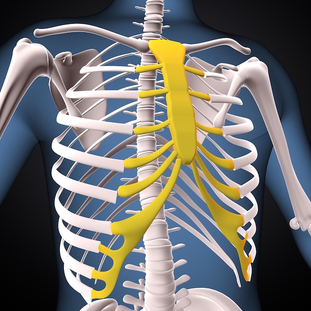 squelette humain spineribsternum et radius anatomie rendu en 3D