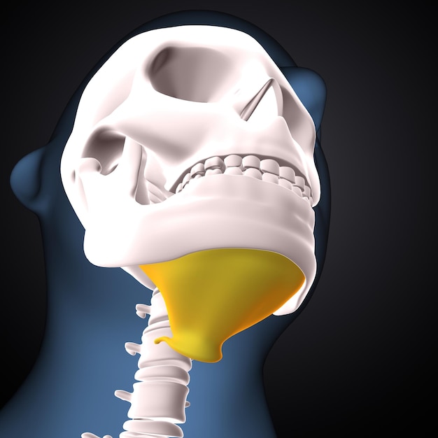Photo squelette humain spineribsternum et radius anatomie rendu en 3d