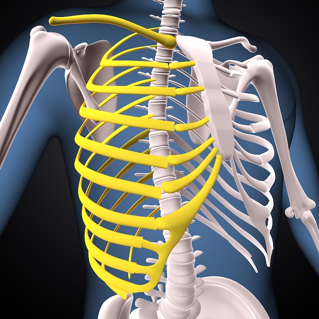 squelette humain spineribsternum et radius anatomie rendu en 3D