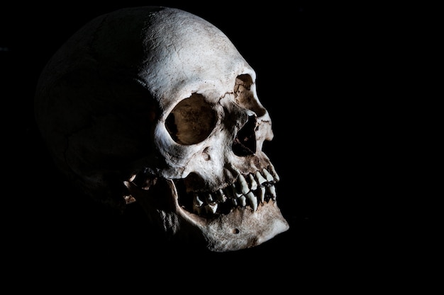 Squelette humain tête de crâne isolée sur fond noir