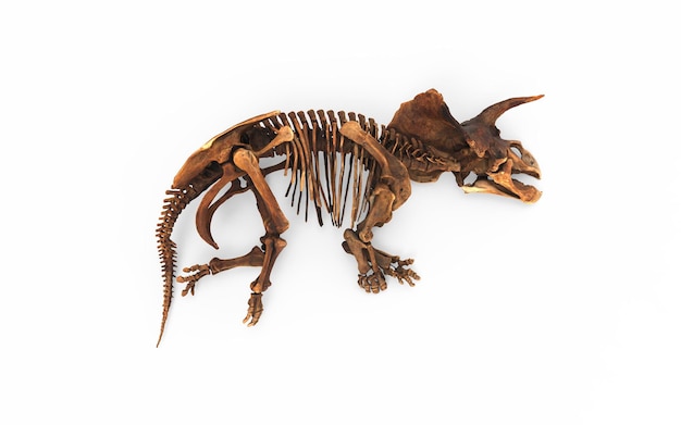Photo un squelette d'un tricératops de l'ère jurassique.