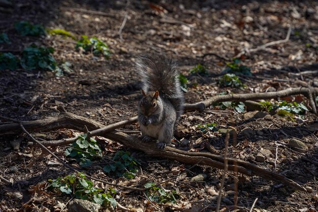 Squirell de central park nyc