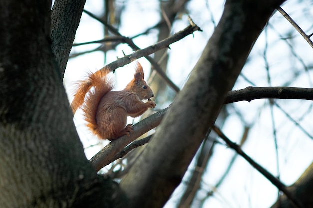 Squirrel