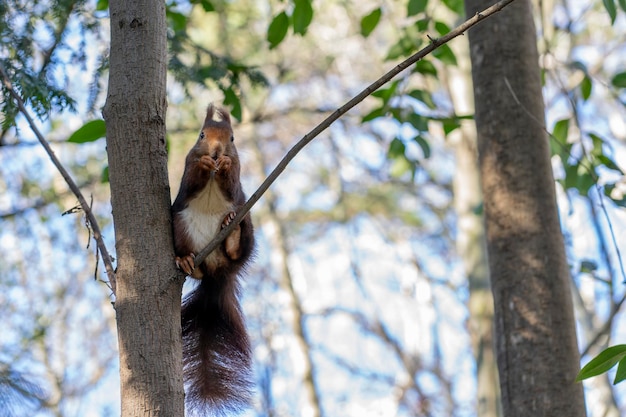 Photo squirrel