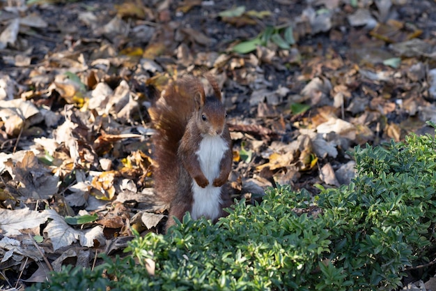 Photo squirrel