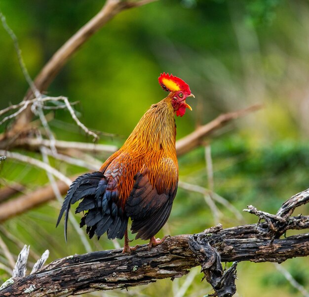 Sri Lanka Junglefowl marche sur le sol dans la jungle