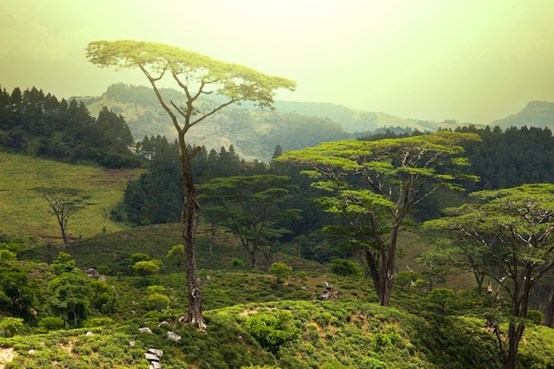 Sri Lanka