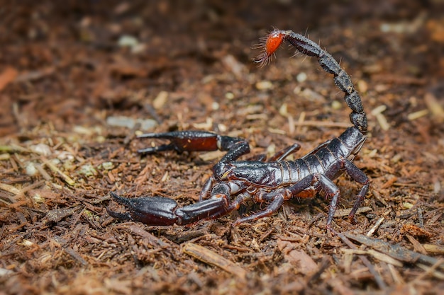 Srorpion dans la forêt tropicale