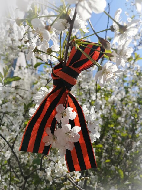 St George's Ribbon un symbole de victoire sur une fleur de cerisier contre un ciel paisible