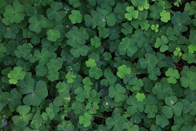 St. patrick's green background herbe feuilles irlande