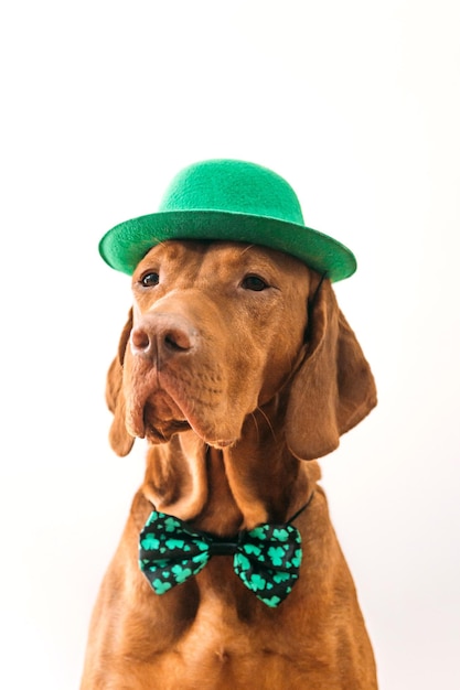 St Patricks Day chien vizsla hongrois