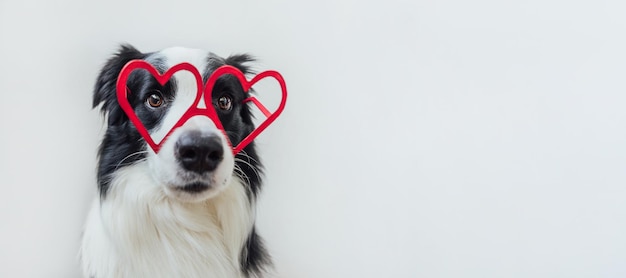 St valentines day concept drôle chiot chien border collie dans des verres en forme de coeur rouge isolé sur blanc...