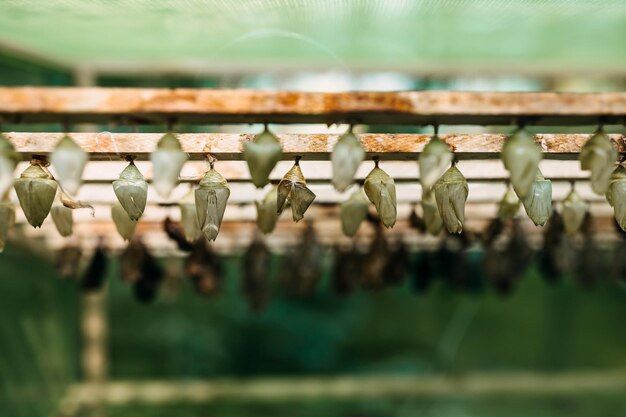 Photo stades de vie des papillons tropicaux dans une ferme nymphes de papillons suspendus