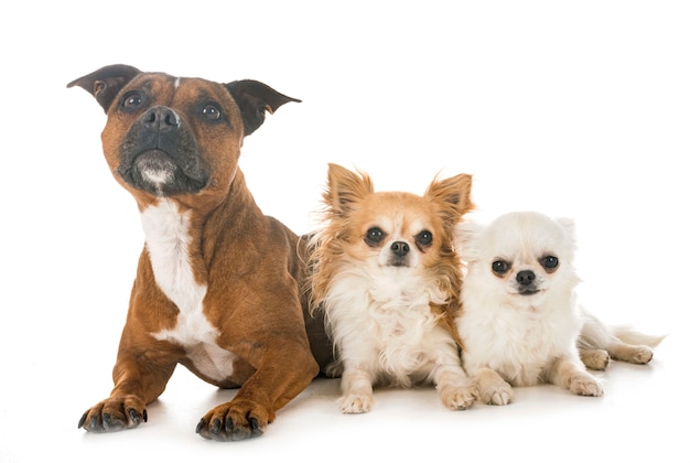 staffordshire bull terrier et chihuahuas