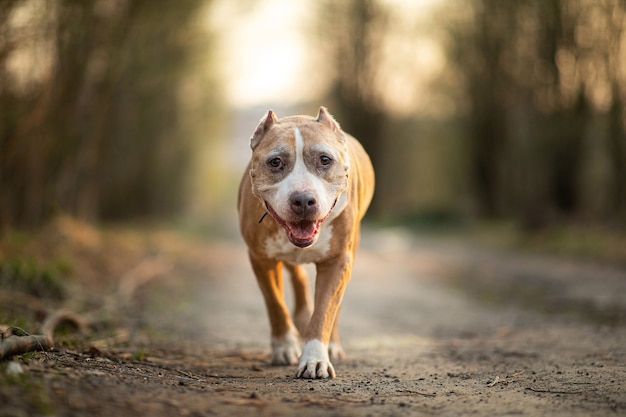 Staffordshire Bull Terrier marche sur route solitaire en forêt