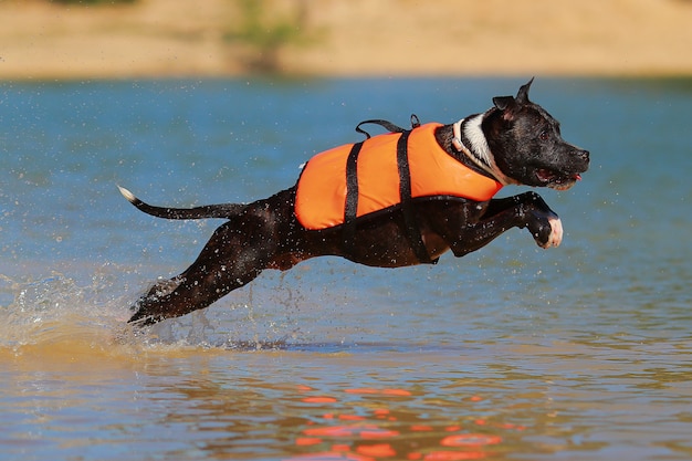 Staffordshire bull terrier plongée