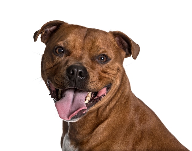 Staffordshire Bull Terrier regardant la caméra sur fond blanc