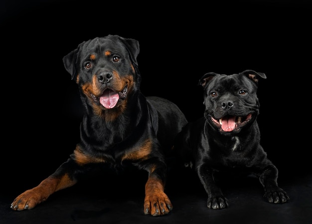 Staffordshire Bull Terrier et Rottweiler