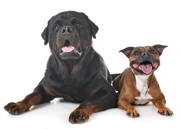 Staffordshire Bull Terrier et Rottweiler