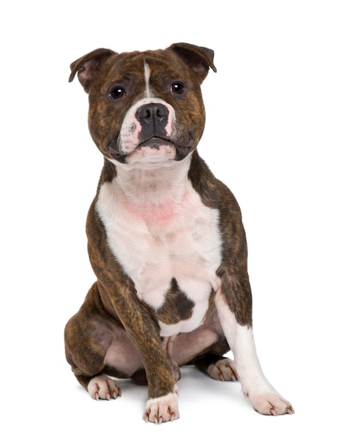 Staffordshire bull terrier