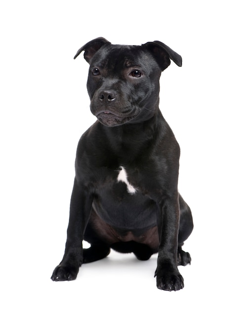 Staffordshire Bull Terrier