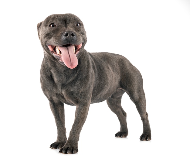 Staffordshire Bull Terrier