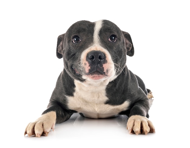 Staffordshire bull terrier