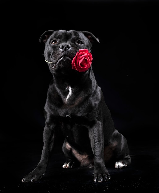 Staffordshire Bull Terrier